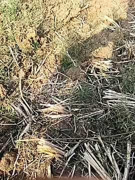 Sheela4545 online show from 14, 12, 2025