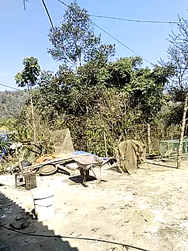 neko-nancy online show from 16, 2, 2026