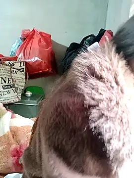 little-effy online show from 17, 2, 2026