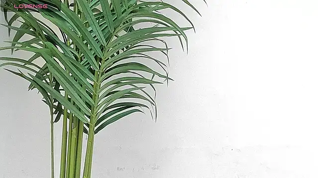 sebastamayo  online show from 9, 1, 2026