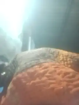 Pinki rajak online show from 11, 1, 2026