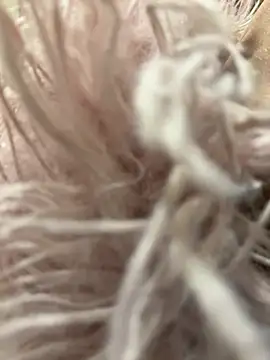 mengmeng776 online show from 12, 2, 2026