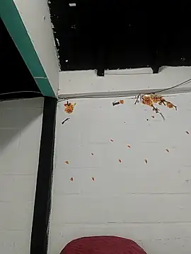 sk8-boy online show from 21, 3, 2026