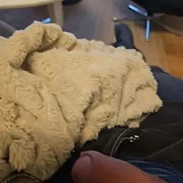 Puntadelteno online show from 5, 1, 2026