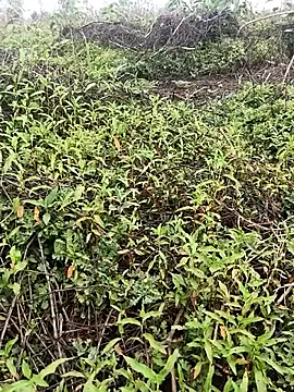 Sheela Sex90 online show from 16, 4, 2026