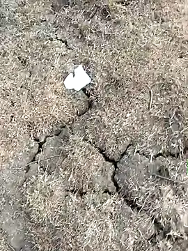 Tamilpaiyan07 online show from 11, 3, 2026