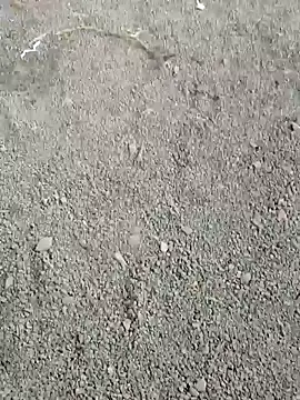 ancyauhuss online show from 22, 12, 2025