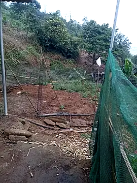 congchua977 online show from 10, 3, 2026