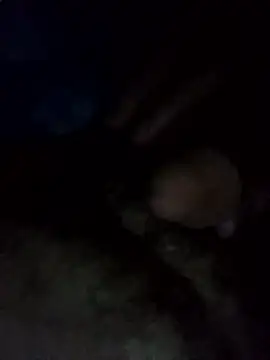 EchoedPerusing online show from 11, 1, 2026