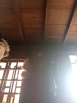 dakota-kis online show from 21, 3, 2026