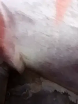 daksh  8 inche online show from 8, 4, 2026