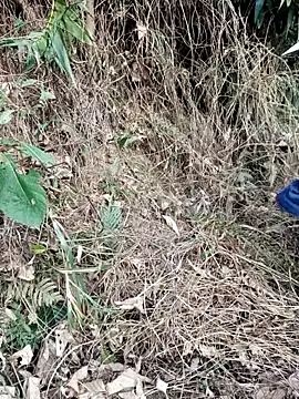 vanvan005 online show from 31, 3, 2026