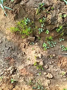 Alisha beby143 online show from 10, 1, 2026