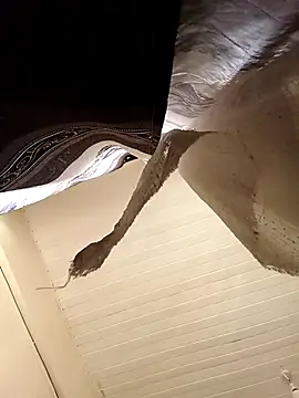 shanicollete online show from 15, 1, 2026