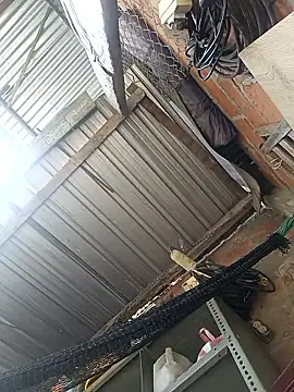 cielo420 online show from 7, 1, 2026