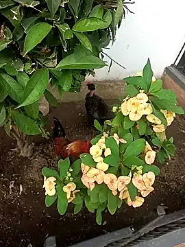 Asia 37 online show from 15, 2, 2026