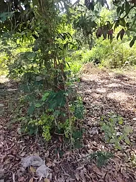 desiBig dick online show from 23, 3, 2026