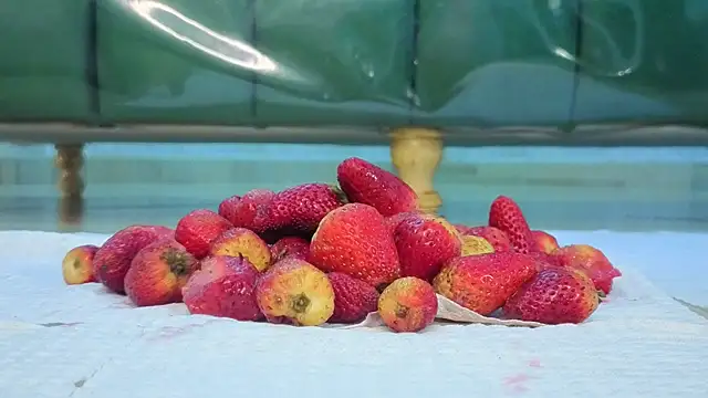 zarcasutra t online show from 31, 3, 2026