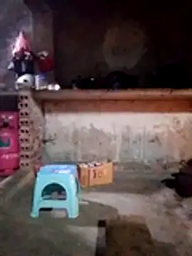 cdyyds-69 online show from 15, 1, 2026