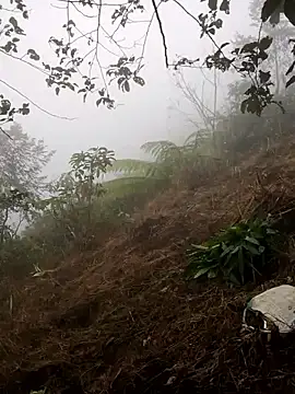 cdyyds-69 online show from 15, 1, 2026