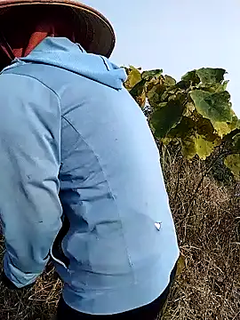 waaini99 online show from 12, 1, 2026