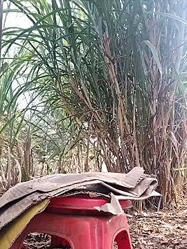 leona118 online show from 3, 4, 2026