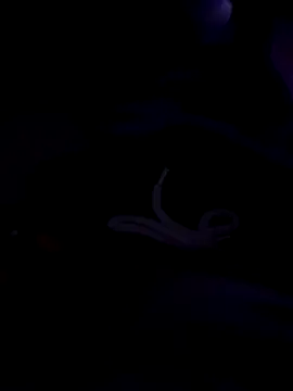 80julien online show from 13, 2, 2026