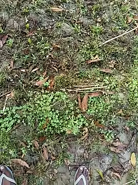 Shivanisingh4 online show from 30, 3, 2026