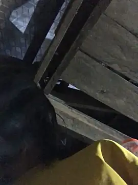 sun-shii online show from 22, 3, 2026