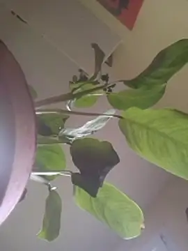 NickoHetero online show from 17, 1, 2026