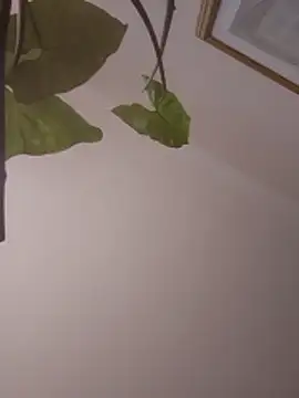 NickoHetero online show from 13, 1, 2026