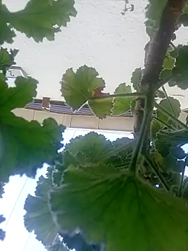 dicklife3485 online show from 4, 4, 2026