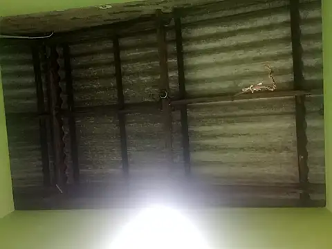 Snapshot of ShaniNsula2026 chatting on 19, 3, 2026 ShaniNsula2026 online show from 19, 3, 2026