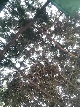 bhavna pandit online show from 13, 4, 2026