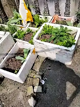 Queen-love45 online show from 1, 3, 2026