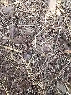 Cute Boy 4 online show from 19, 3, 2026