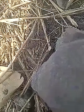 Cute Boy 4 online show from 13, 3, 2026