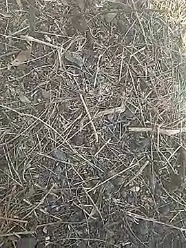 Cute Boy 4 online show from 8, 3, 2026