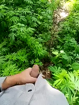 Sharmasamba online show from 24, 3, 2026