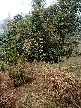 Snapshot of sushi-asa chatting on 24, 2, 2026 sushi-asa online show from 24, 2, 2026