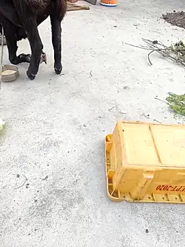 Snapshot of rubitrides11 chatting on 7, 2, 2026 rubitrides11 online show from 7, 2, 2026