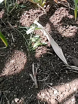 ashwiniraj567 online show from 11, 2, 2026