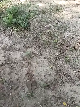 kalai 32 online show from 3, 2, 2026