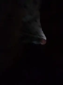 Snapshot of May_Bombs chatting on 5, 2, 2026 May Bombs online show from 5, 2, 2026