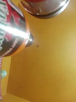 perrit17 online show from 4, 4, 2026