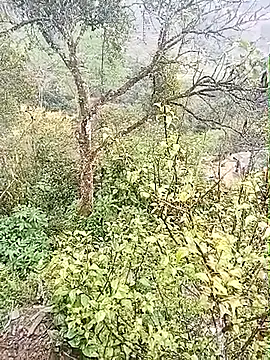 Luminana online show from 7, 3, 2026