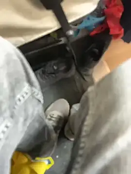 stallone italiano 62 online show from 21, 3, 2026