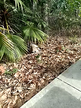 Snapshot of exhibitionistmale chatting on 9, 2, 2026 exhibitionistmale online show from 9, 2, 2026