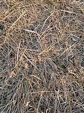 Kiran hote online show from 13, 2, 2026