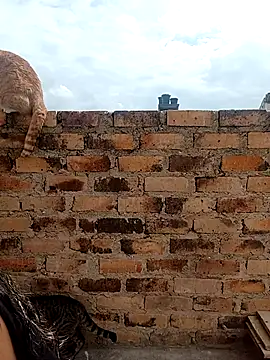 kiki milu online show from 17, 3, 2026